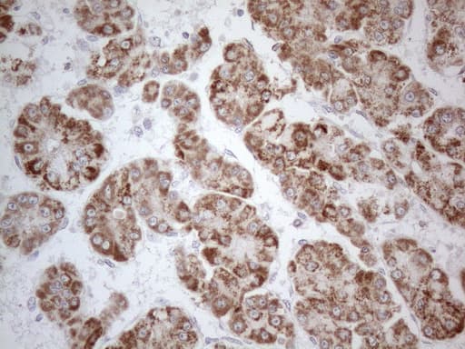 PD-L2 / PDCD1LG2 / CD273 Antibody (clone OTI7B10)