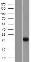 EFHD2 Protein (Over-Expression Lysate Myc-DDK (Flag))