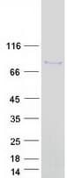 Human PANX2 / Pannexin 2 Protein (Recombinant Myc-DDK (Flag))