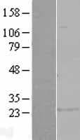 GSTA1 Protein (Over-Expression Lysate Myc-DDK (Flag))