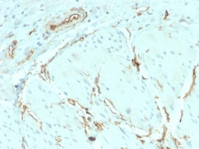 CD34 Antibody (clone HPCA1/2598R, Azide-free, Carrier-free)