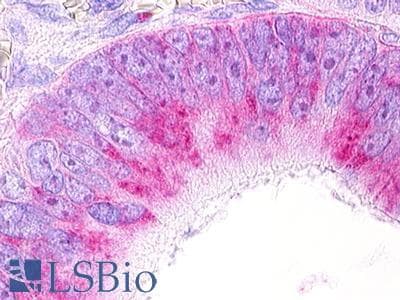 PathPlus™ GPR25 Antibody (C-Terminus)