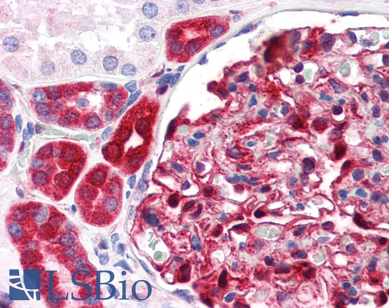 IHC-plus™ NQO1 Antibody (clone AI80)