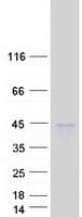 Human KLK11 / Kallikrein 11 Protein (Recombinant Myc-DDK (Flag))