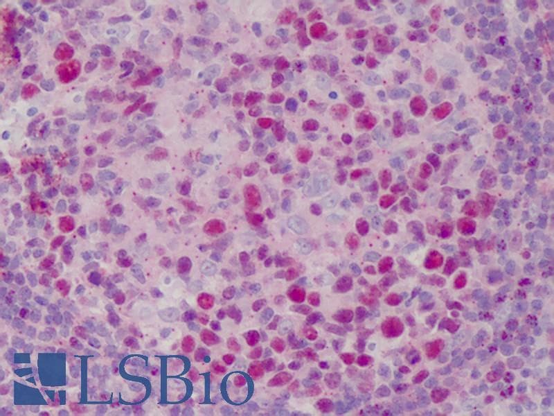 IHC-plus™ WDHD1 Antibody (C-Terminus, clone 20G10)