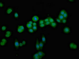 CDKN3 / KAP Antibody