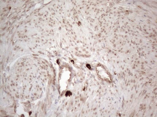 RBMS1 Antibody (clone OTI2H1)