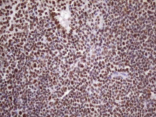 NUDT21 Antibody (aa2-227, clone OTI13H1)