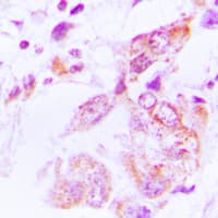 Polyclonal Rabbit anti-Human HSP90AB1 / HSP90 Alpha B1 Antibody (phospho-Ser226, IHC, IF, WB)