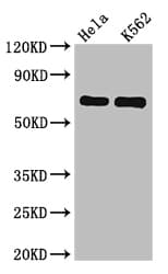 SNX9 / WISP Antibody