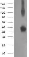 NHEJ1 / XLF Antibody (clone OTI1F3)