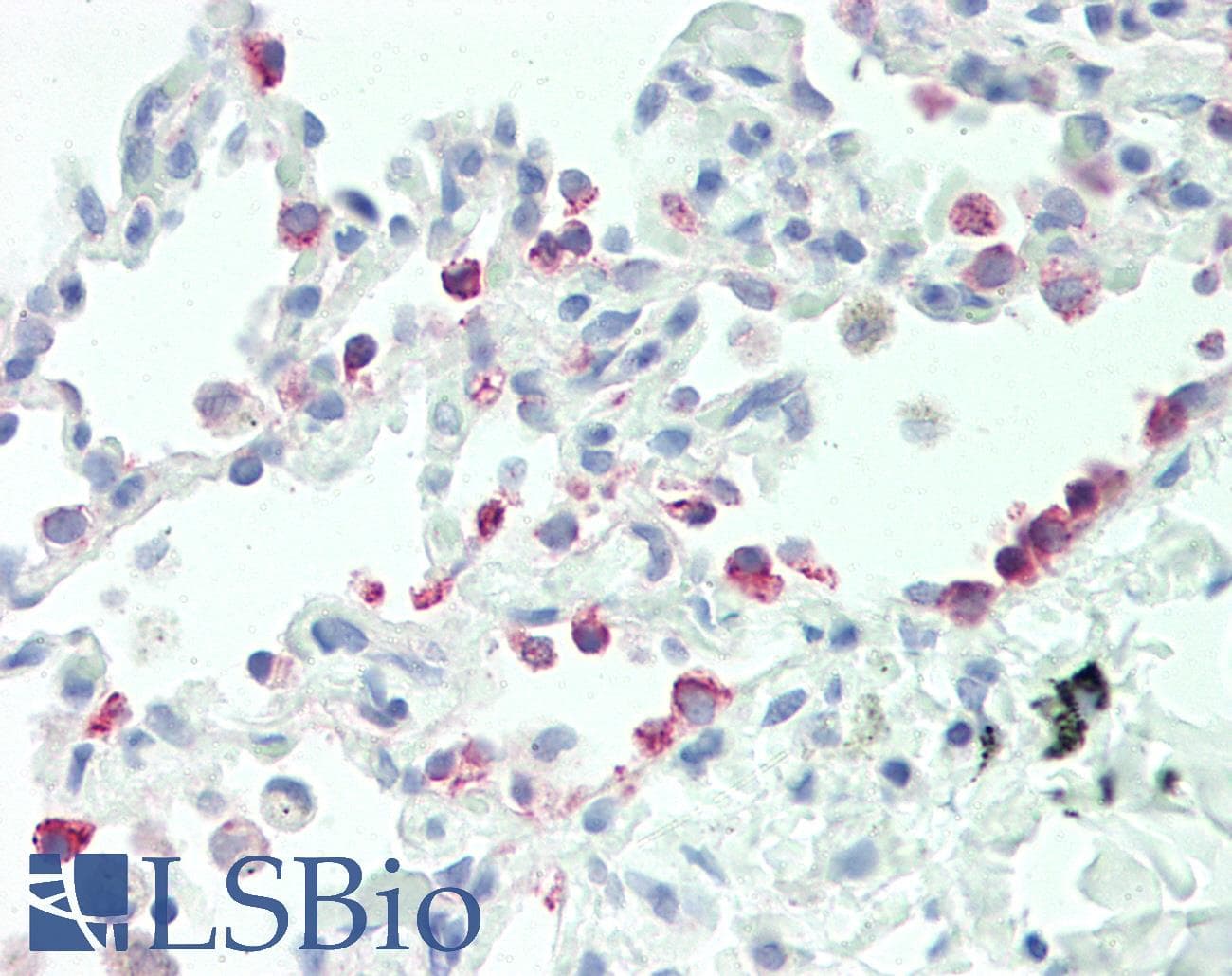 IHC-plus™ Polyclonal Rabbit anti-Human CYP2B6 Antibody (aa235-263, IHC, IF, WB)