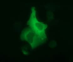 Monoclonal Mouse anti-Human DOCK8 Antibody (clone OTI2C11, aa833-1160, IF, WB)