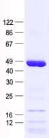 Human SPATA22 Protein (Recombinant His, N-Terminal)