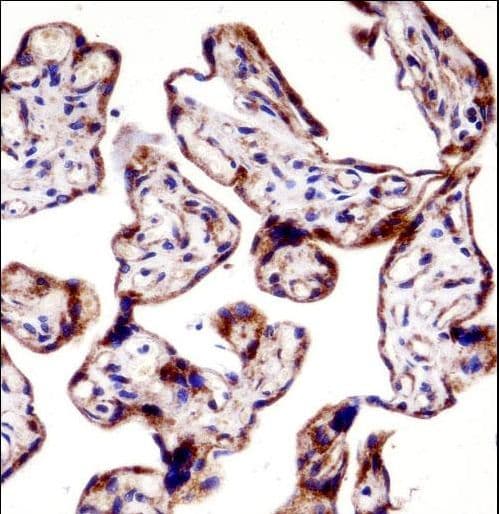 TEAD3 Antibody (aa82-110)