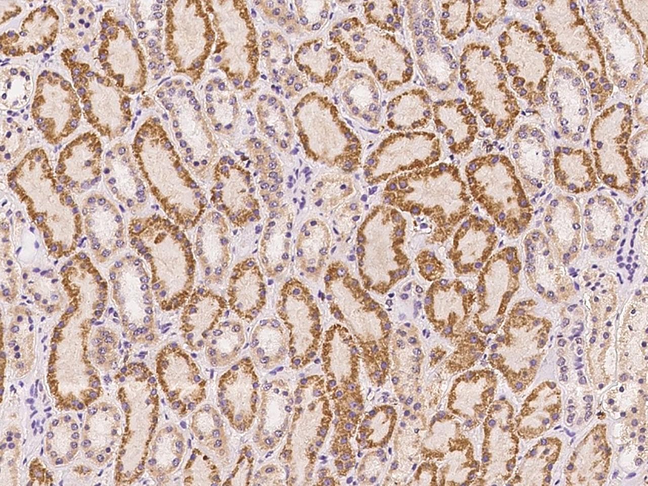 SDC2 / Syndecan 2 Antibody