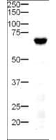 DLL4 Antibody (Internal)