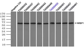 NRBP1 / NRBP Antibody (clone OTI4F2)