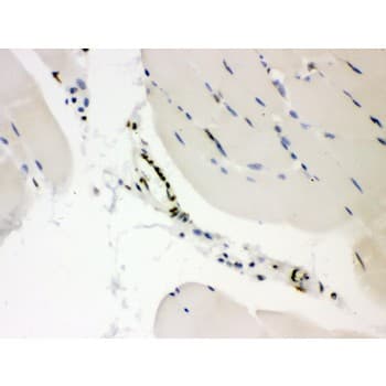 CTBP2 Antibody (aa321-445)