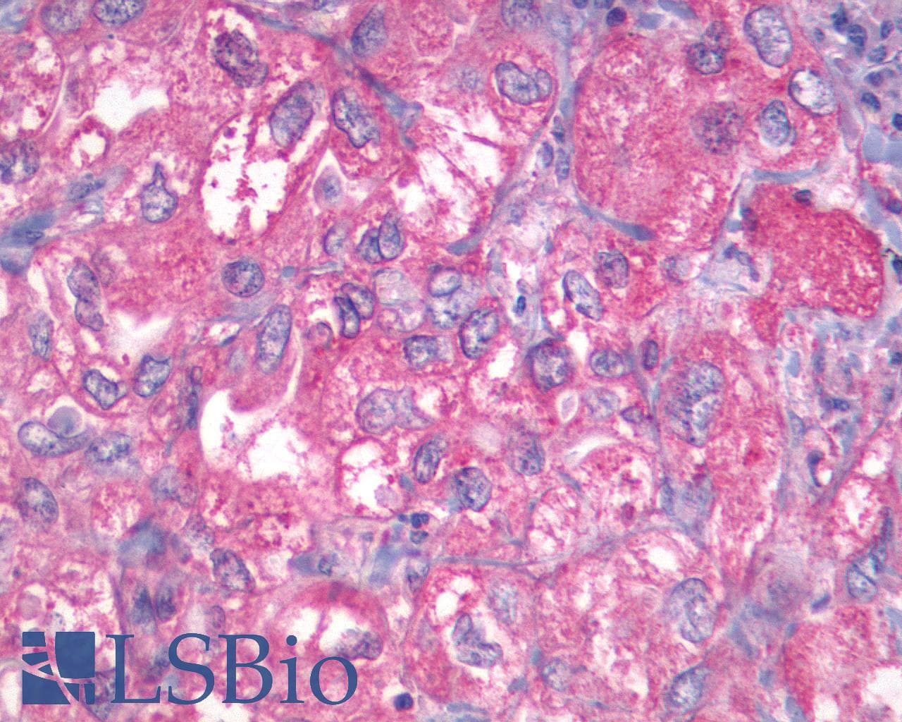 PathPlus™ Polyclonal Rabbit anti-Human GPR27 Antibody (N-Terminus, IHC)