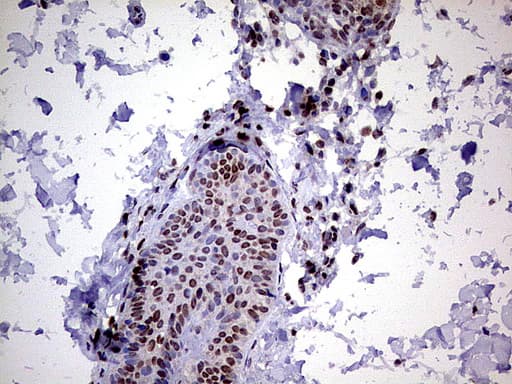 C14orf166 Antibody (clone UMAB175)