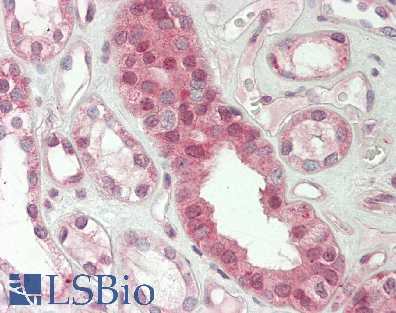 IHC-plus™ Polyclonal Rabbit anti-Human GPR152 Antibody (aa10-59, IHC, WB)