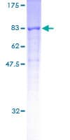Human CORO2A Protein (Recombinant GST)