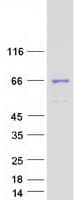 Human TBX21 / T-bet Protein (Recombinant Myc-DDK (Flag))