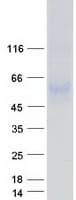 Human SERINC1 Protein (Recombinant Myc-DDK (Flag))