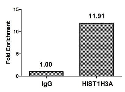 HIST1H3A Antibody