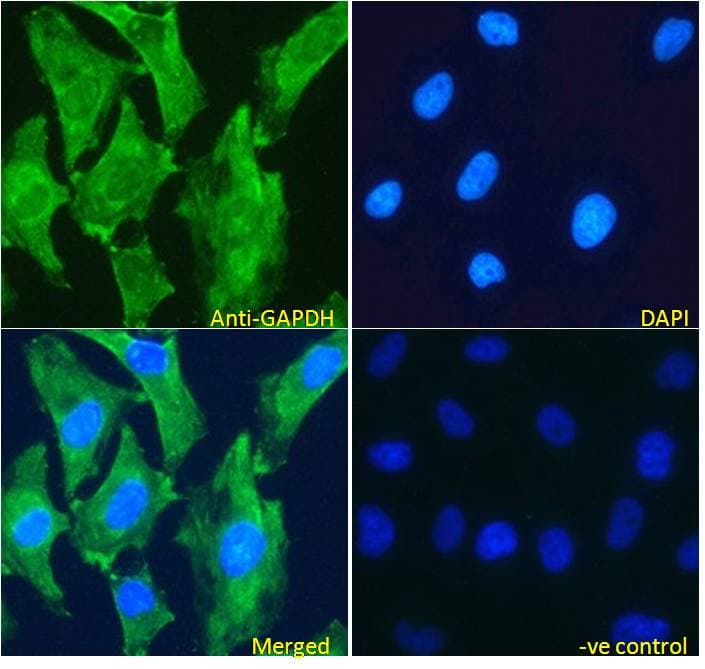 Polyclonal Goat anti-Human GAPDH Antibody (aa92-103, IHC, IF, WB)