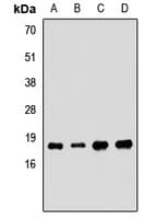 SKP1 Antibody