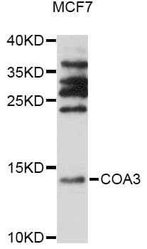 COA3 / CCDC56 Antibody