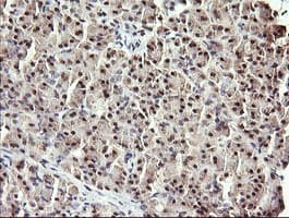 RFC4 Antibody (clone OTI1A8)