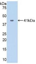 VCC-1 / CXCL17 Antibody (aa24-119, Cy3)