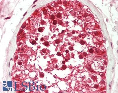 IHC-plus™ VCP Antibody (aa726-755)