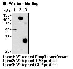 V5 Tag Antibody (clone 1H6)