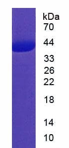 Human HLA-E Protein (Recombinant His-T7)