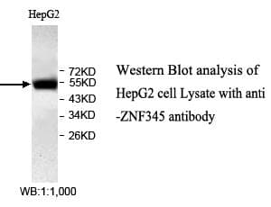 ZNF345 Antibody (aa187-483)