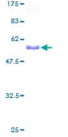 Human PSMA1 Protein (Recombinant GST)