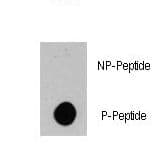 BRAF / B-Raf Antibody (phospho-Ser445)