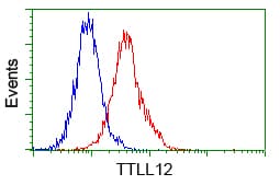 KIAA0153 / TTLL12 Antibody (clone OTI2H10)