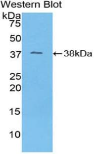 MT-ND1 Antibody (aa122-171)