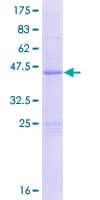 Human CIB4 Protein (Recombinant GST)