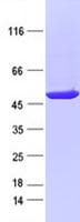 Human IDH2 Protein (Recombinant Myc-DDK (Flag), C-terminus)