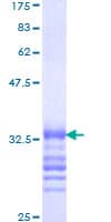 Human HOXA3 Protein (Recombinant GST, N-terminus)