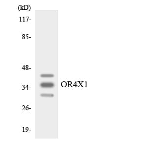 OR4X1 Antibody (aa250-299)