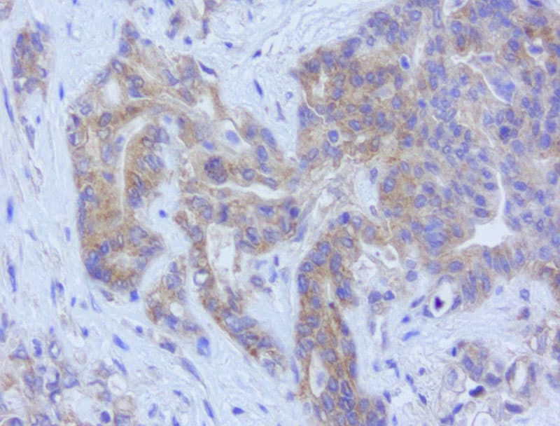 Monoclonal Mouse anti-Human GPR49 / LGR5 Antibody (clone UMAB212, aa22-543, IHC, IF, WB)