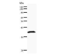 AML1 / RUNX1 Antibody (clone RUNXA3B6)