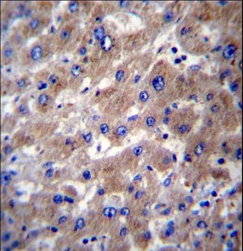 SLMO2 Antibody (aa92-121)